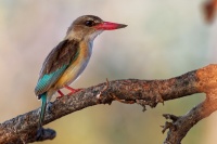Lednacek kapovy - Halcyon albiventris - Brown-hooded Kingfisher o6423